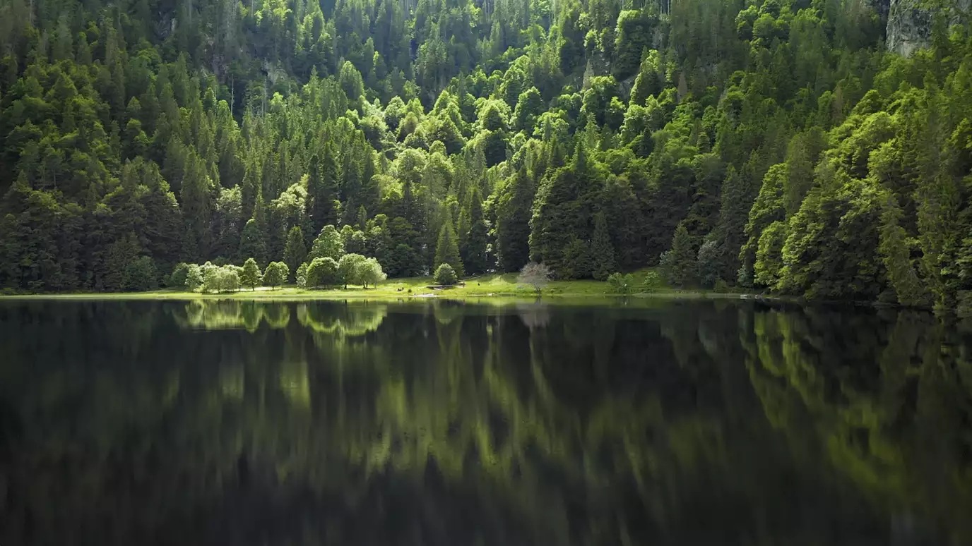 forest