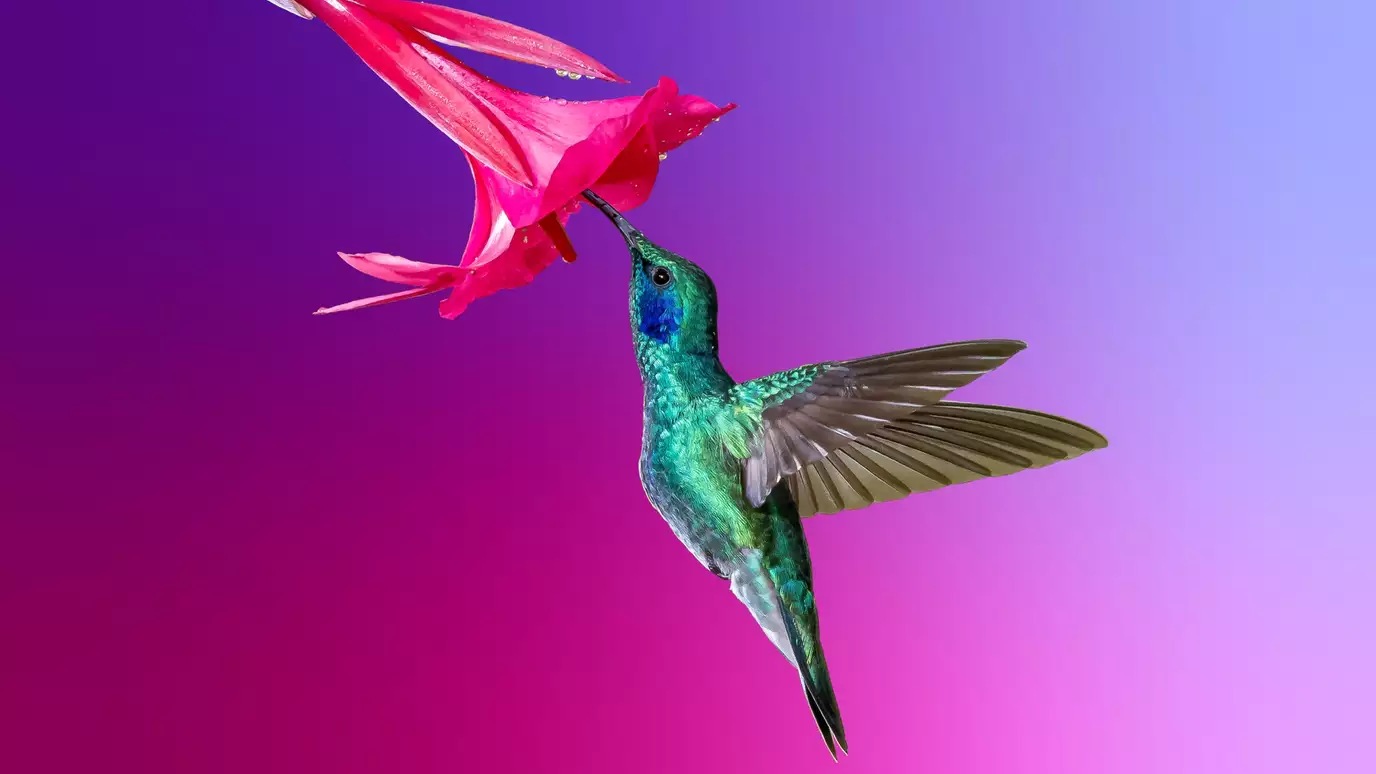 humming bird