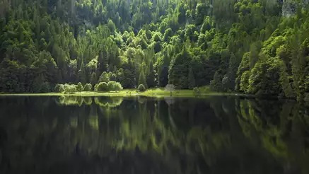 forest