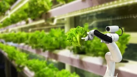 A robot arm holding surrounded by heads of lettuce.