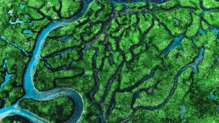 river in the forest