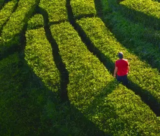 green field