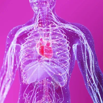 digital twin of the humane immune system