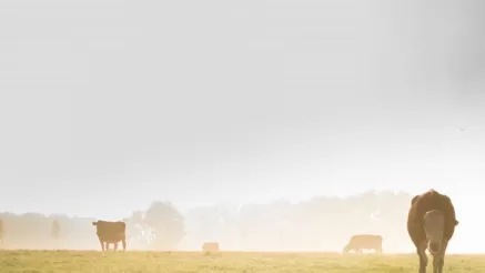 precision livestock