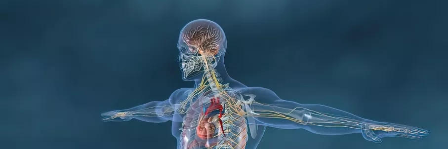 digital twin of the human immune system