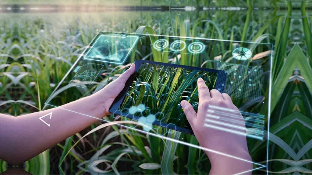 A person using an augmented reality dashboard to examine agricultural crops in a field