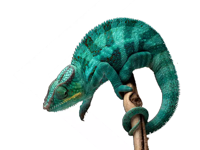 CICD chameleon header image