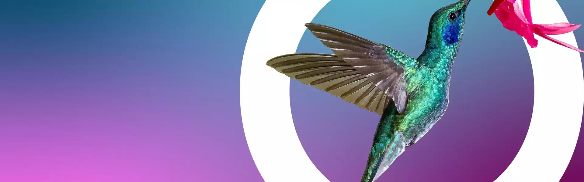 hummingbird