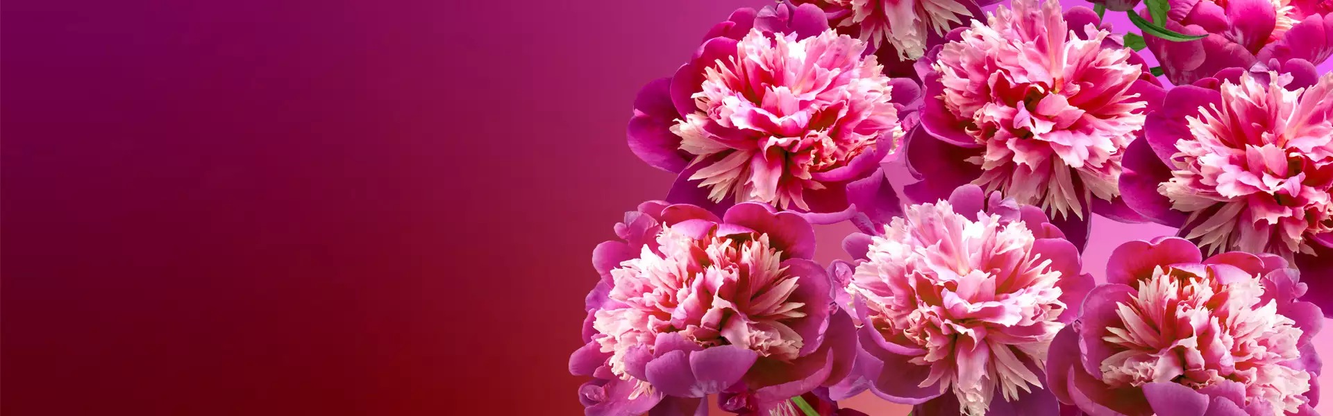 Peonies