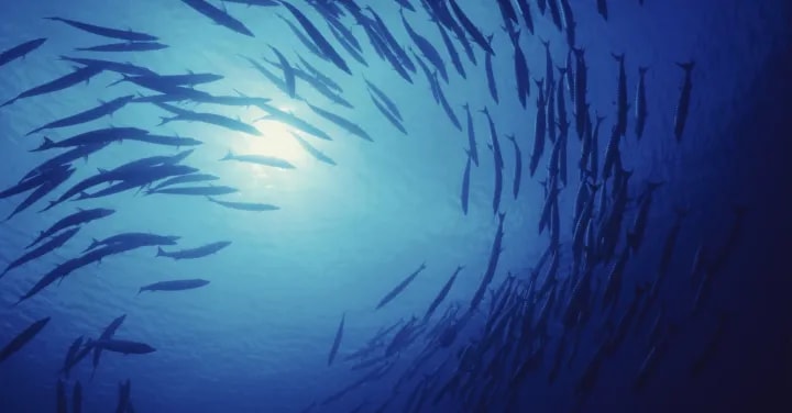 Defending against DDoS tsunamis and piranhas: why modern DDoS defense needs two kinds of intelligence