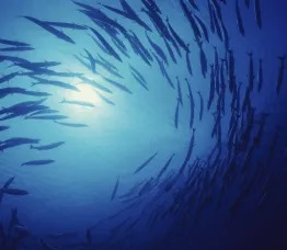 Defending against DDoS tsunamis and piranhas: why modern DDoS defense needs two kinds of intelligence