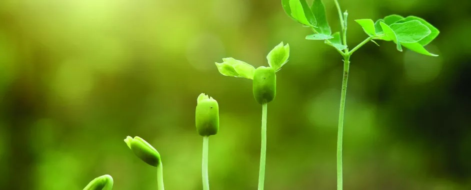 sprouts