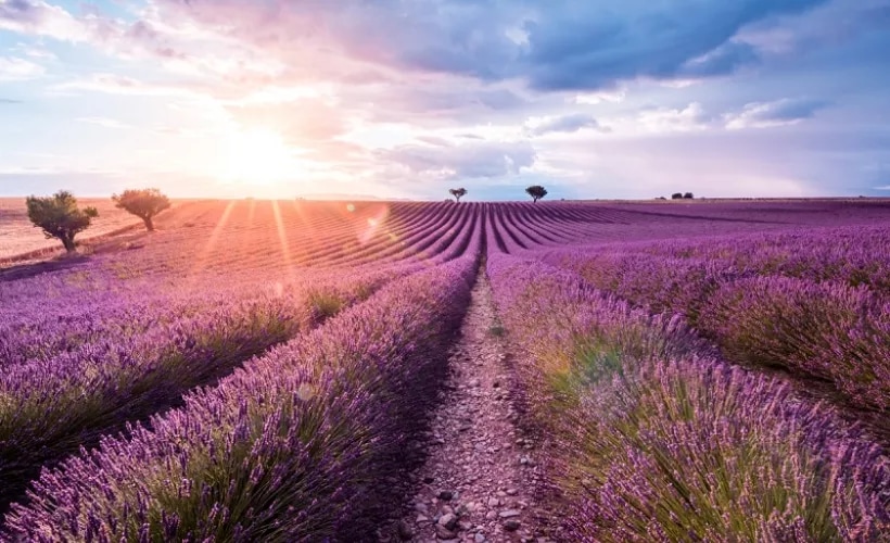 sustainability-lavender fields