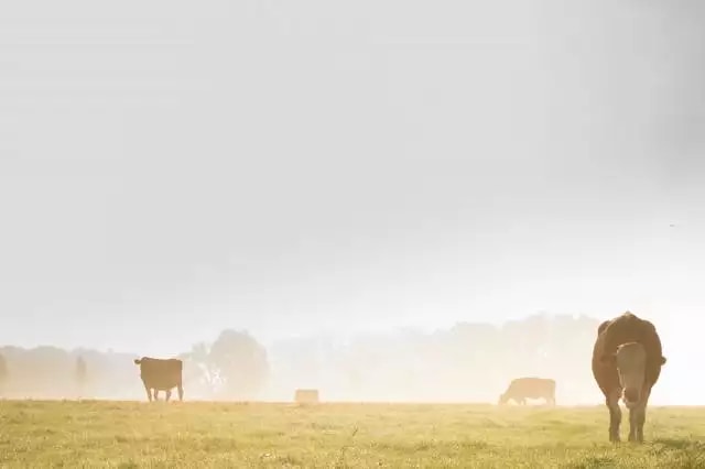 precision livestock