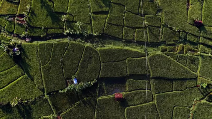 green field