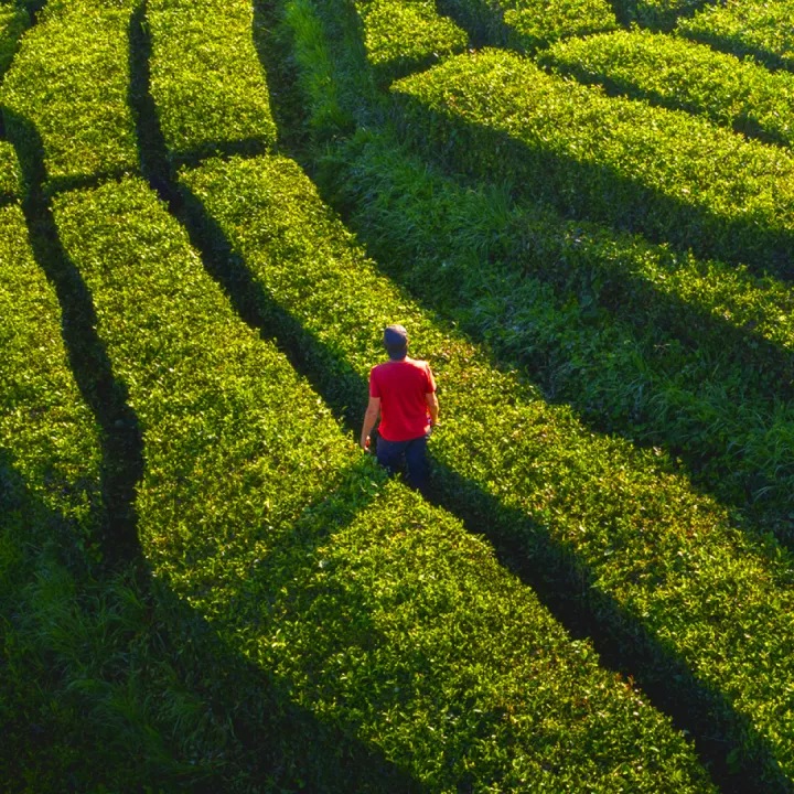 a person walking in a farm