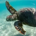 turtle swimming in clear sea