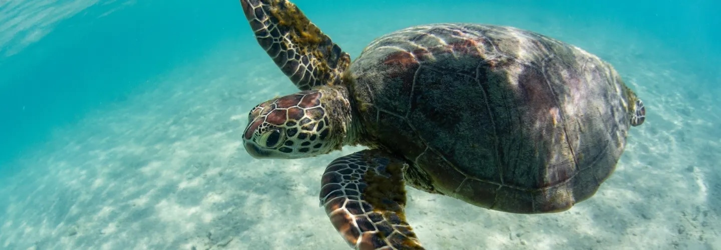 turtle swimming in clear sea